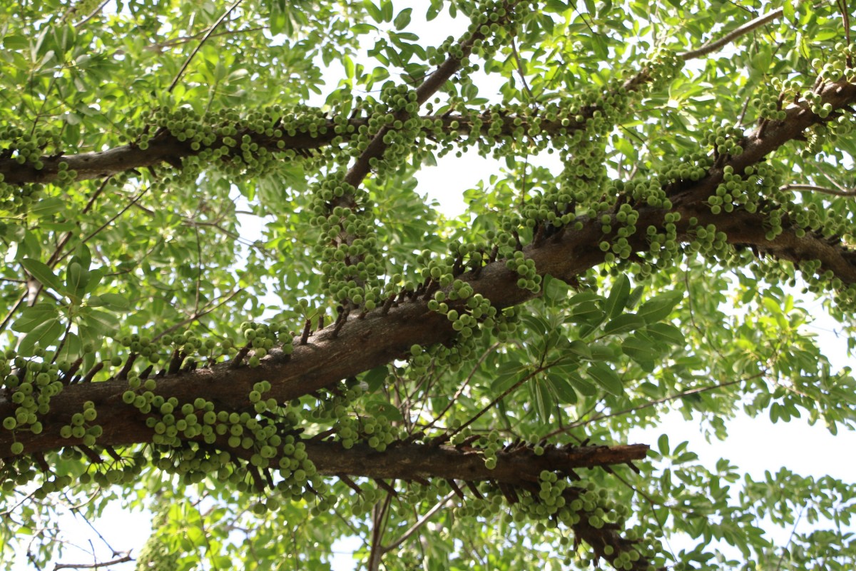 Day 6061 Kasama to Mpulungu Two Monkeys In Africa