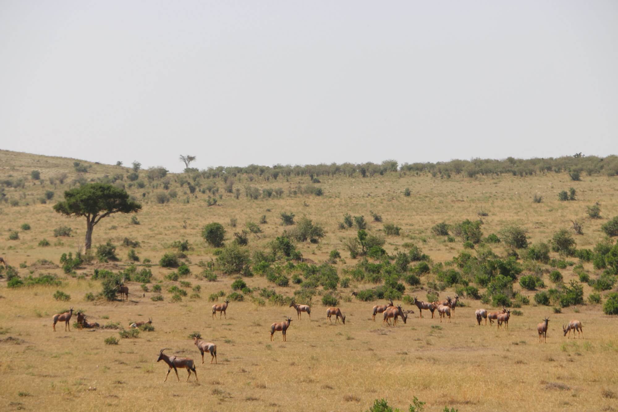 Day 116: Maasai Mara and Mara Triangle - Two Monkeys In Kenya