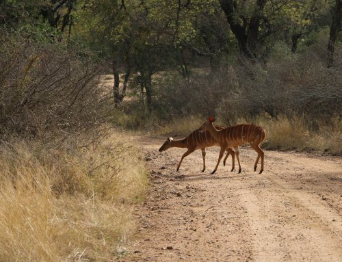 Day 230: Skukuza to Three Rondawels