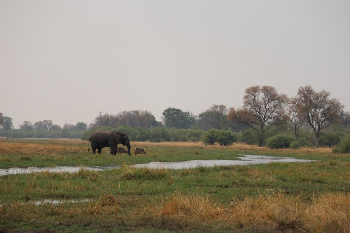 Day 26 -27: Maun to Khwai - Two Monkeys In