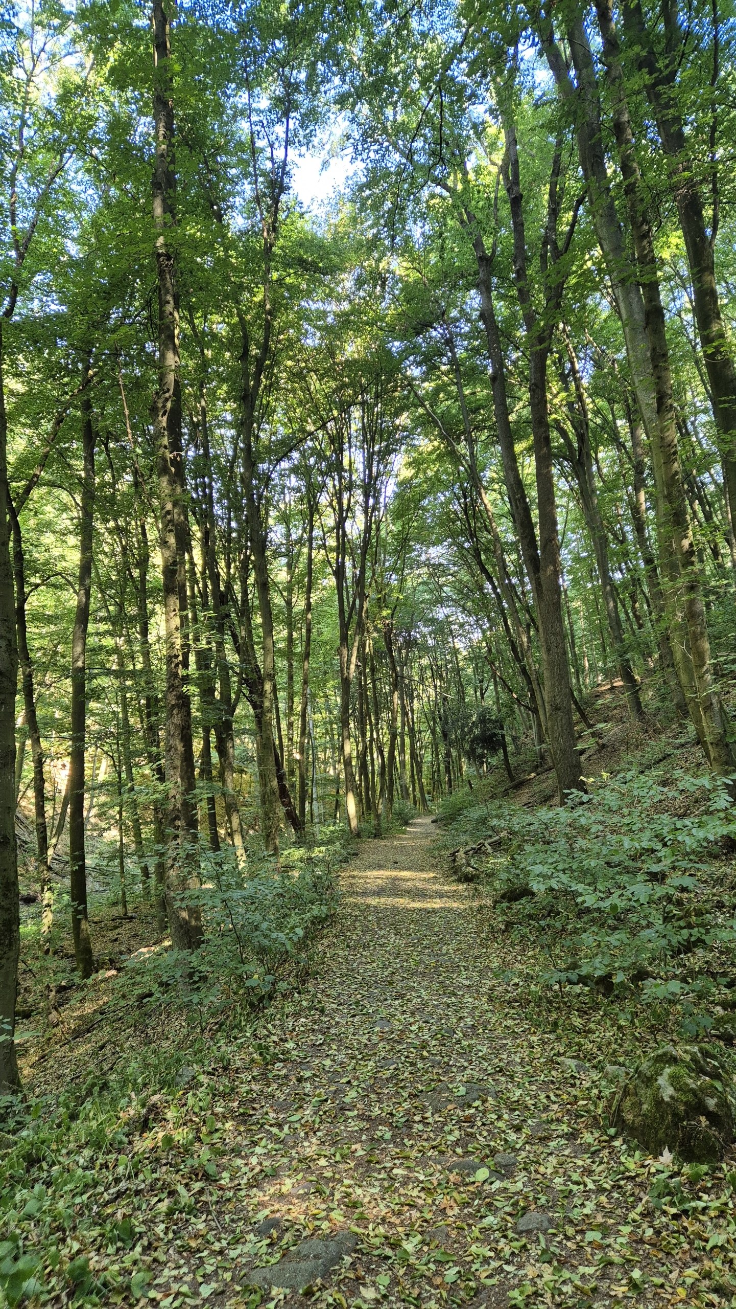 A leafy hiking trail winding through the sunlit forest near Visegrád