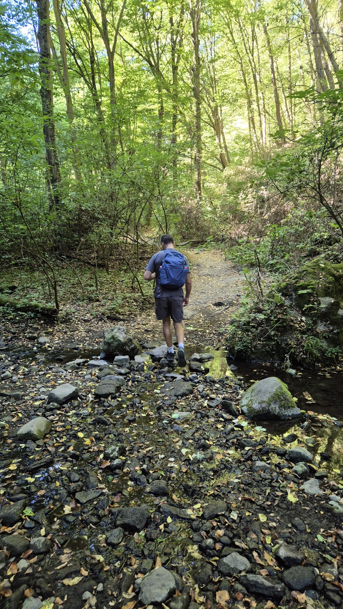 Hugo crossing a shallow rocky stream on the forest trail