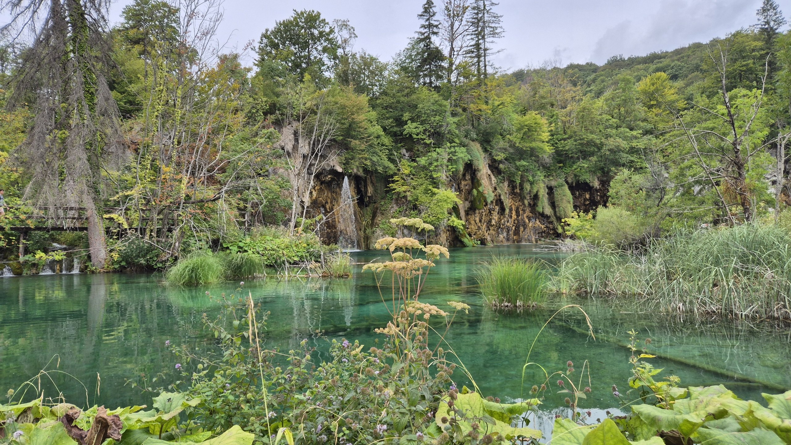 Green forest reflected in a Plitvice lake