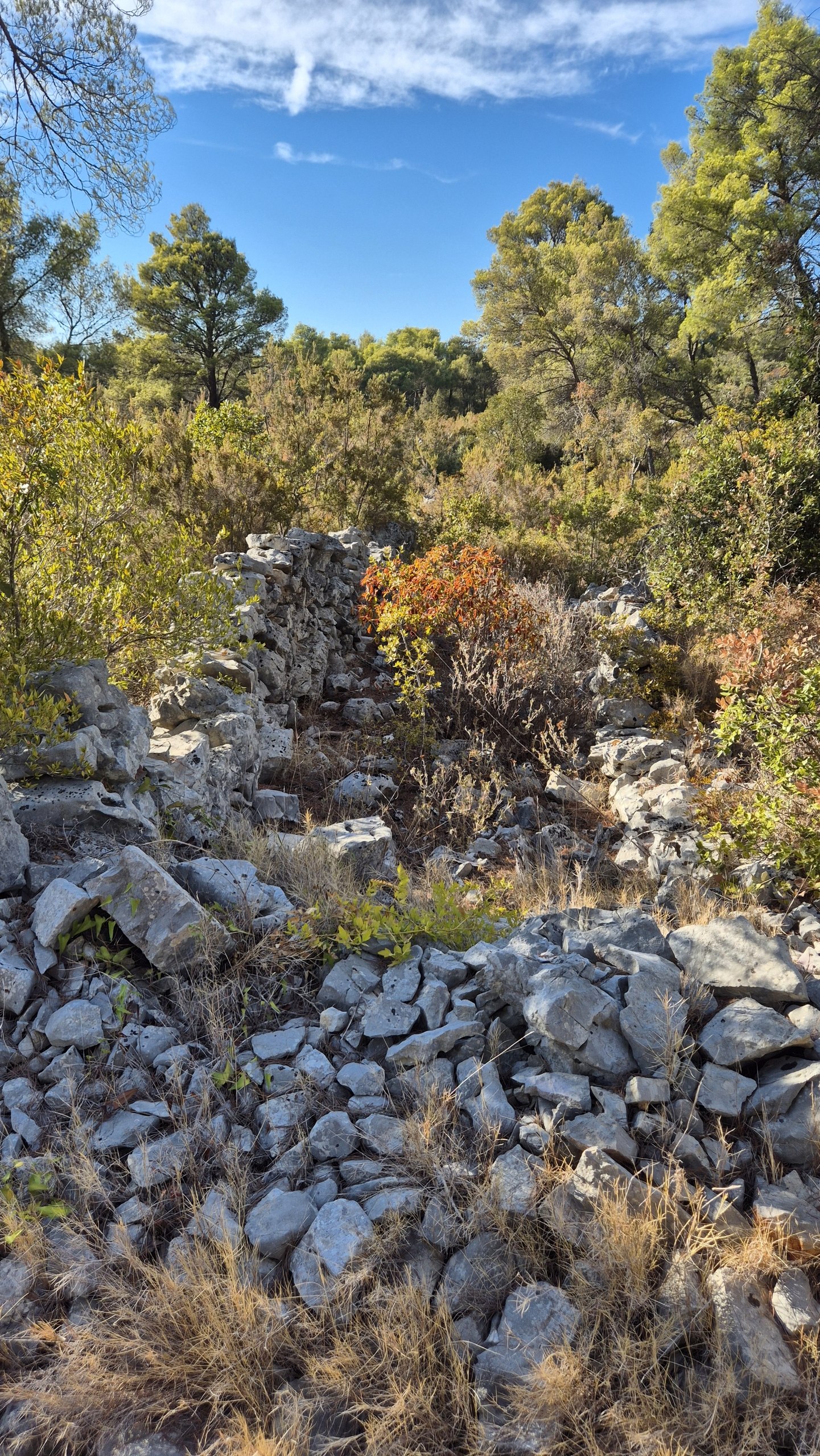 Old dry-stone walls running through overgrown land outside Stari Grad